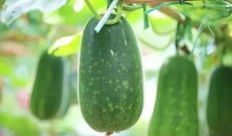 5出发吃瓜网,揭秘娱乐圈最新热点，带你畅游八卦世界